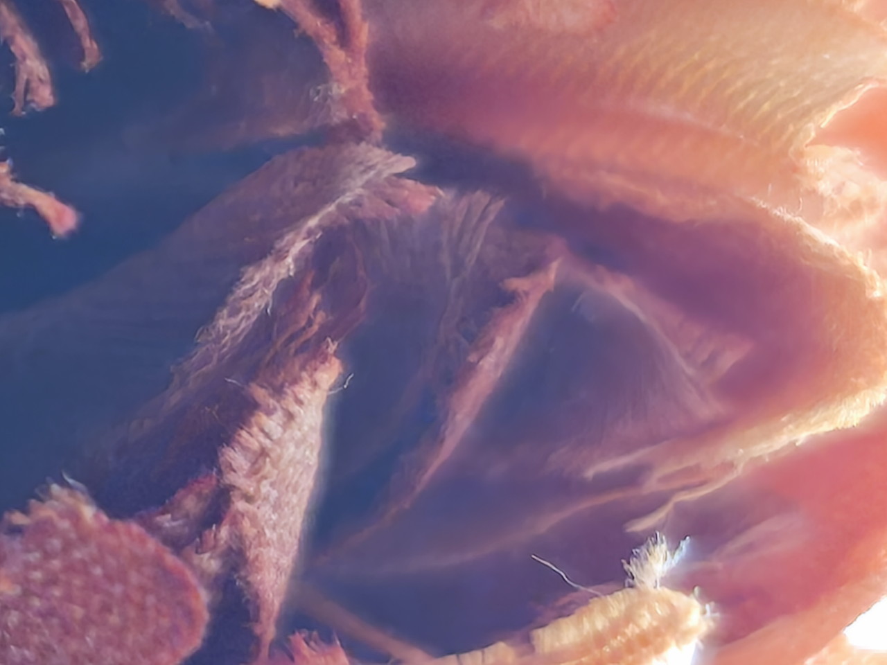 リアカメラで観葉植物を撮影した写真-超ズーム