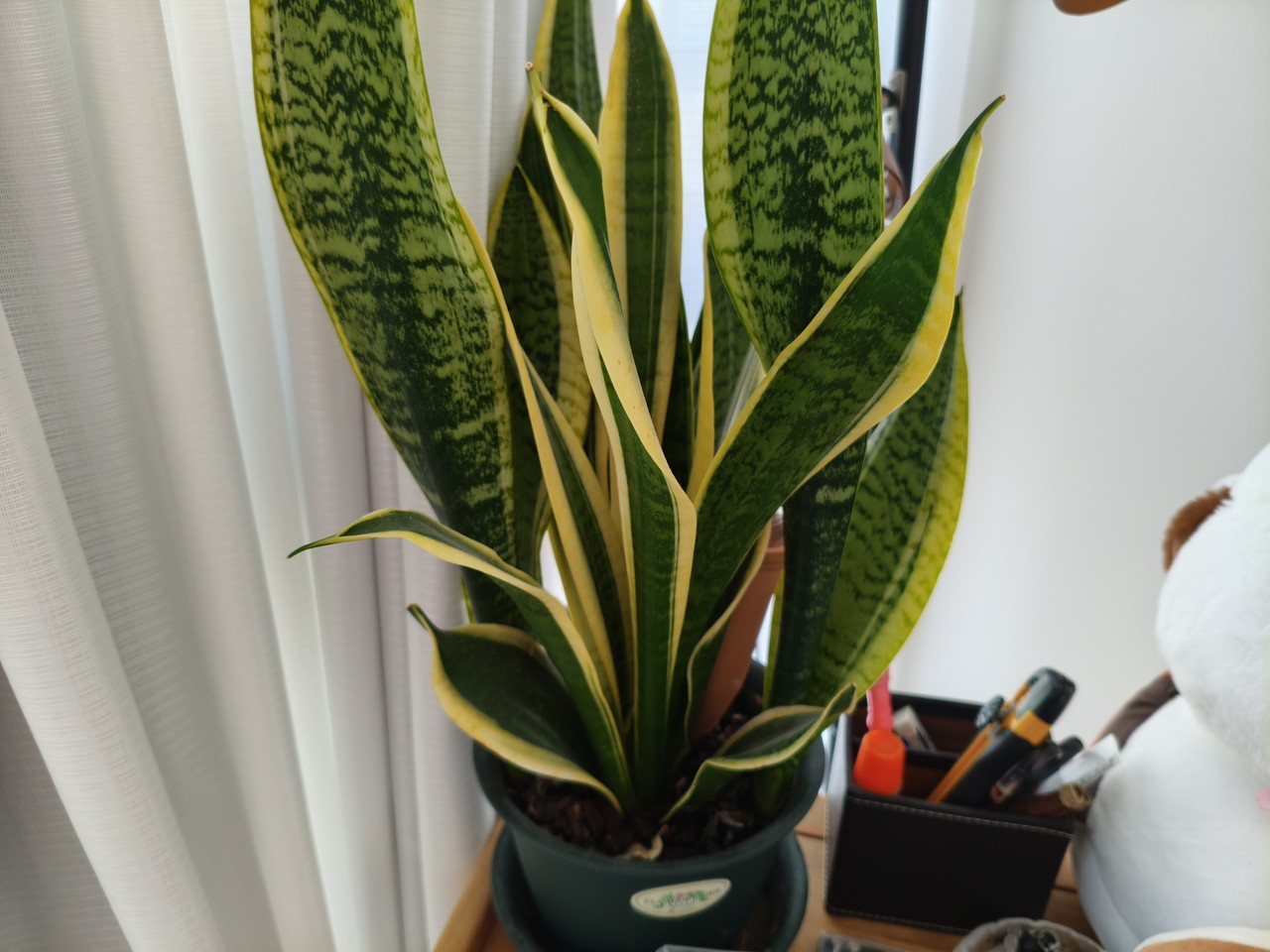 リアカメラで観葉植物を撮影した写真