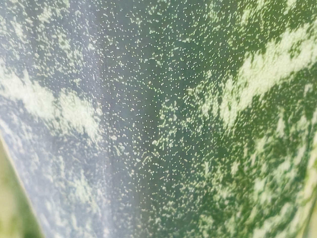 リアカメラで観葉植物を撮影した写真-接写