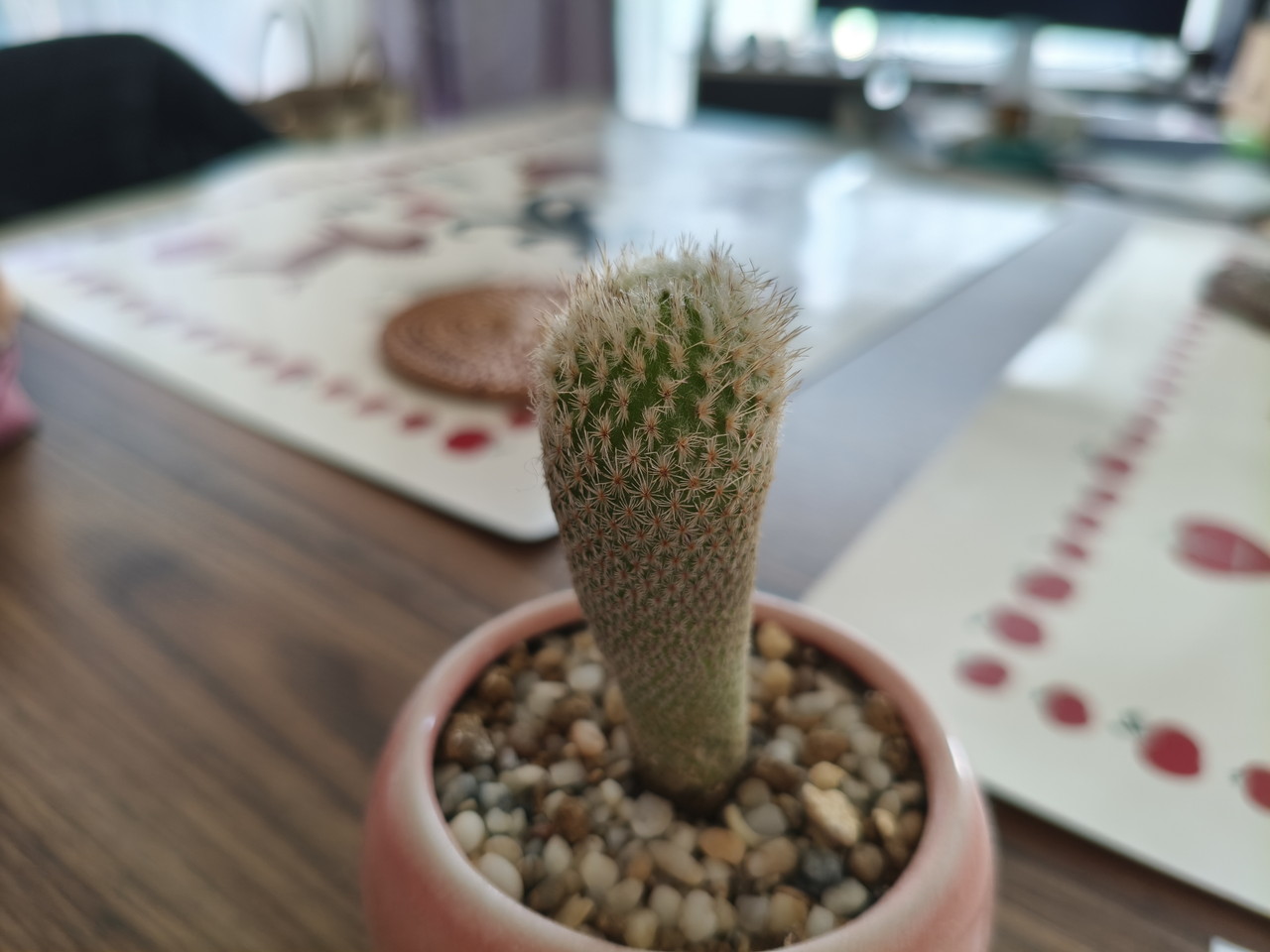 リアカメラでサボテンを撮影した写真
