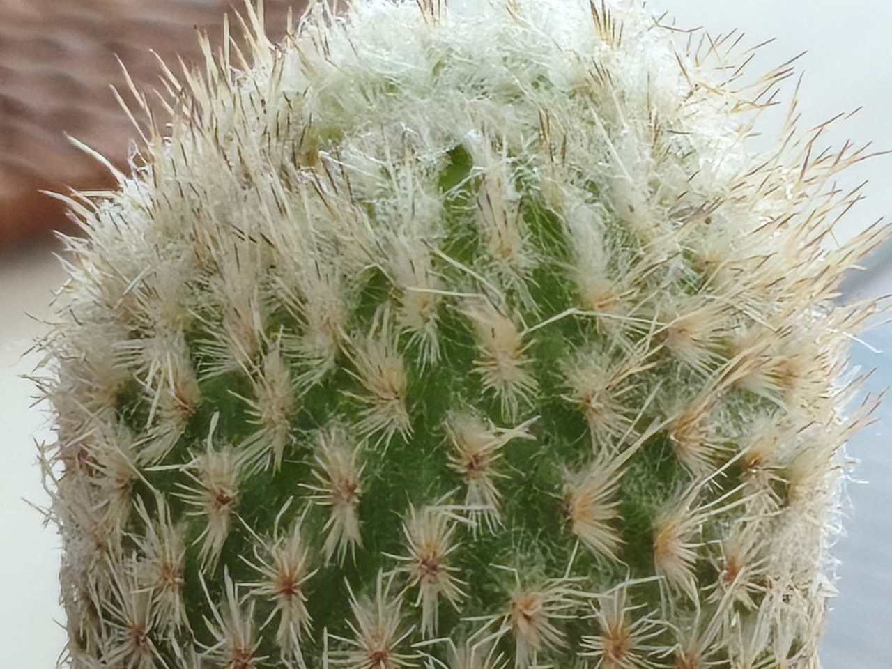 リアカメラでサボテンを撮影した写真-接写