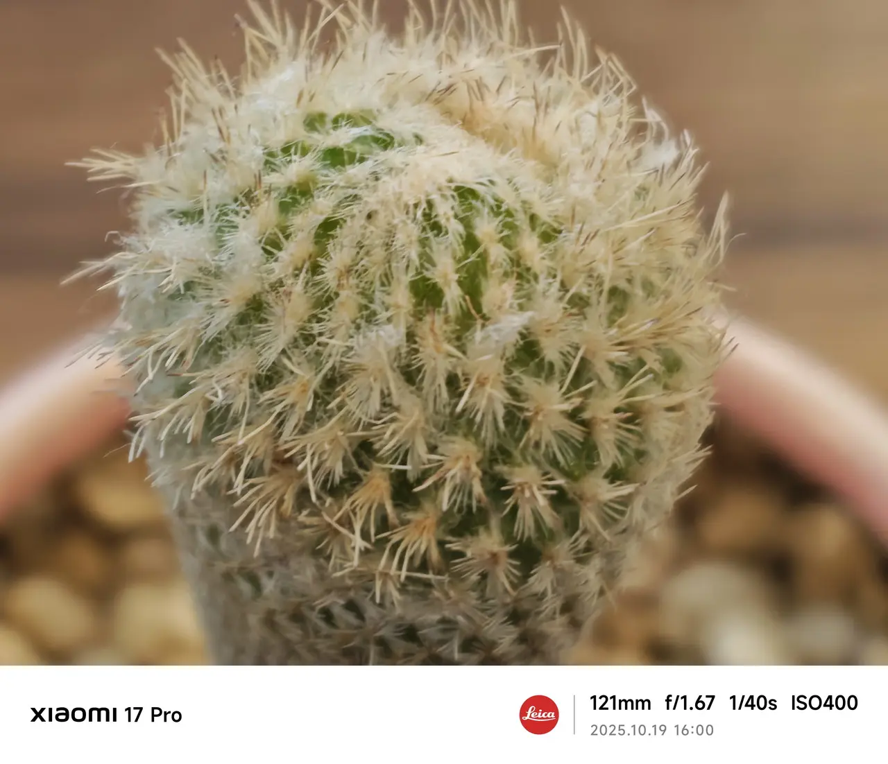 Xiaomi 17 Proで撮影したサボテン(接写)