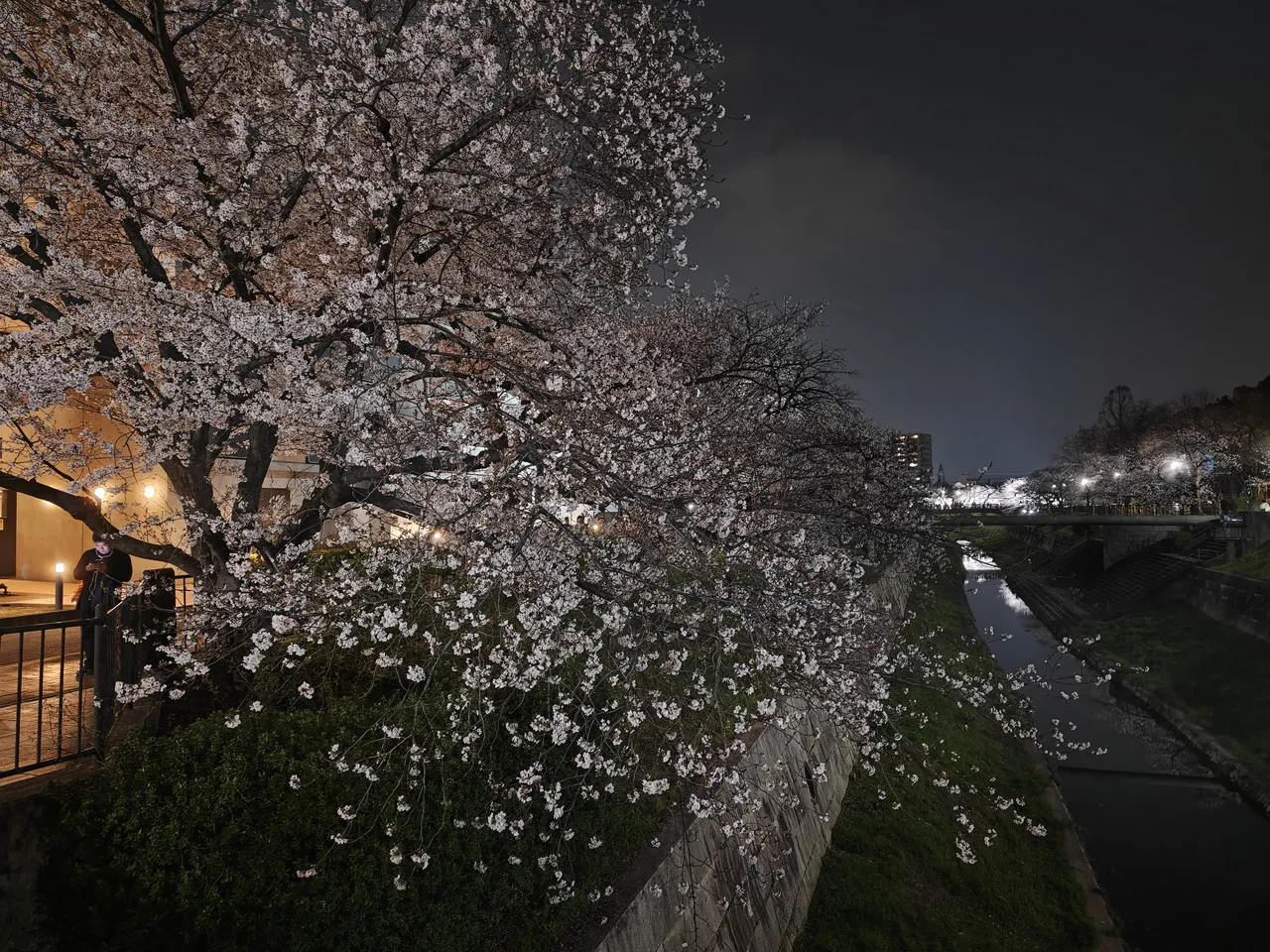 OPPO Find N6で撮影した夜桜1