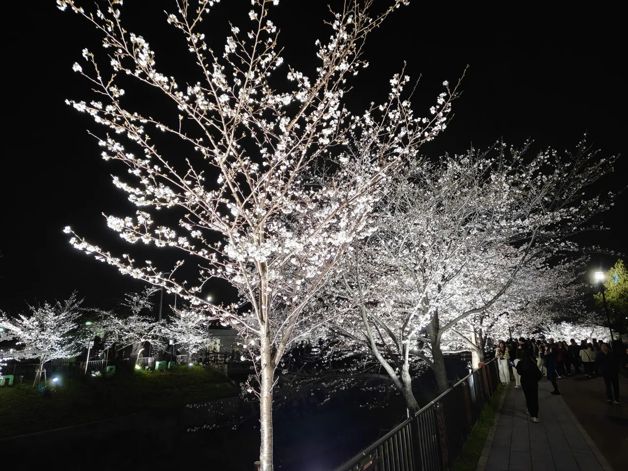 OPPO Find N6で撮影した夜桜2