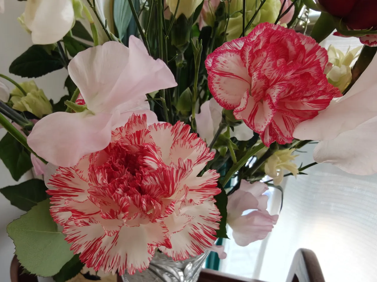 OPPO Find N6のリアカメラで撮影した観葉植物