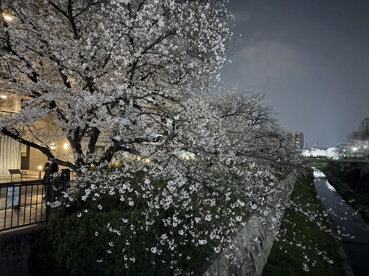 iPhone 16 Proで撮影した夜桜1