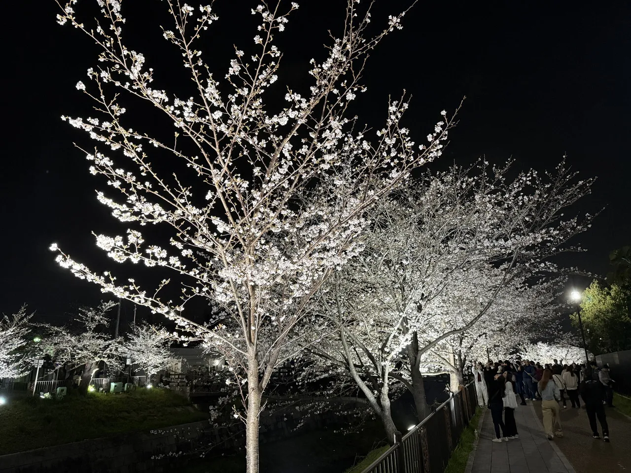 iPhone 16 Proで撮影した夜桜2