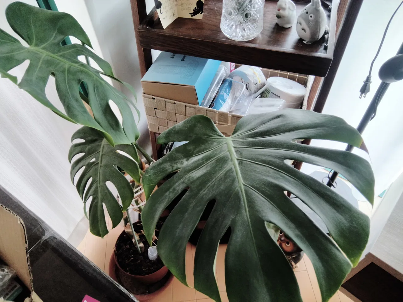 ALLDOCUBE iPlay 80 mini Ultraのリアカメラで撮影した観葉植物