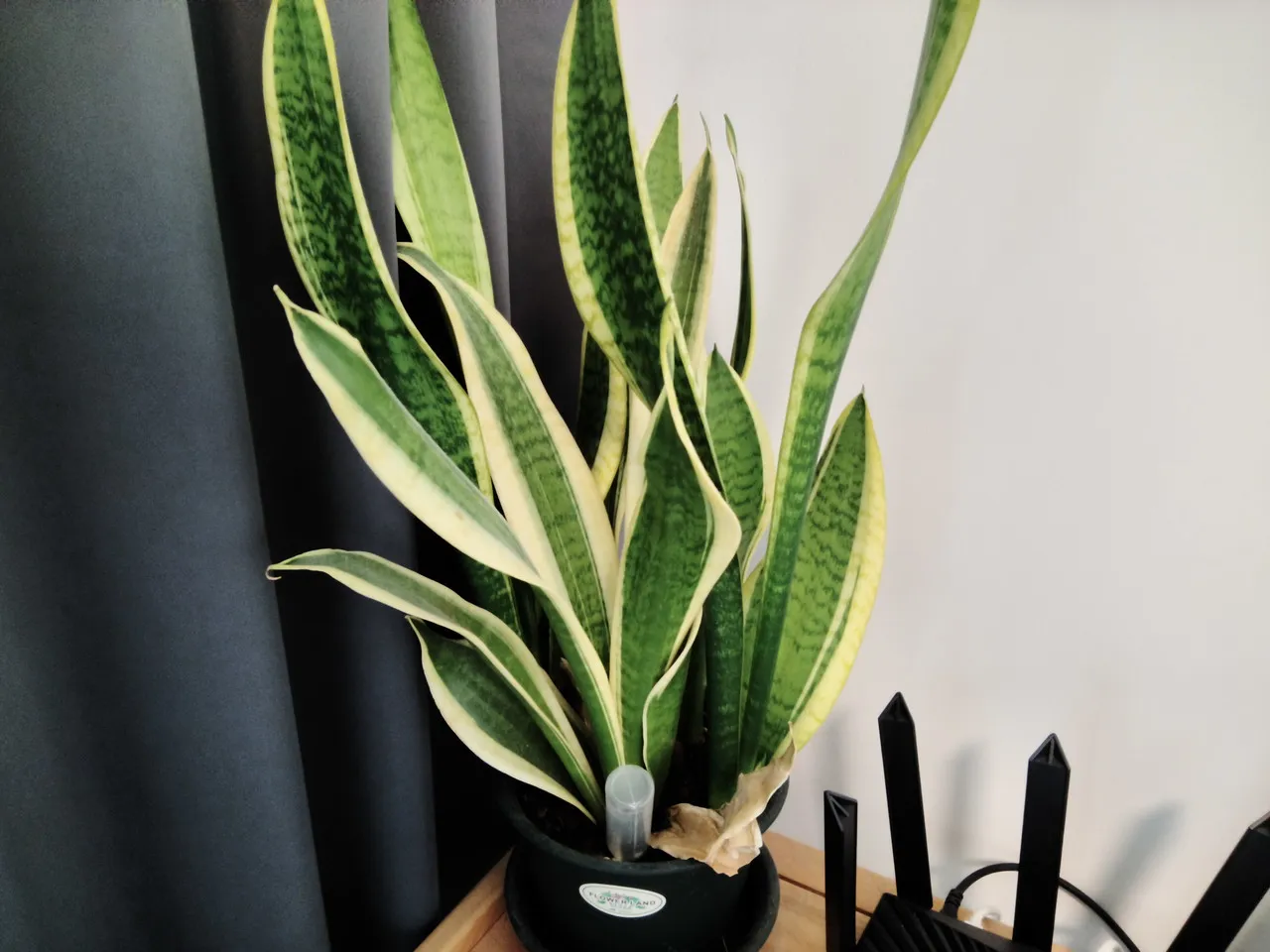 ALLDOCUBE iPlay 80 mini Ultraのリアカメラで撮影した観葉植物