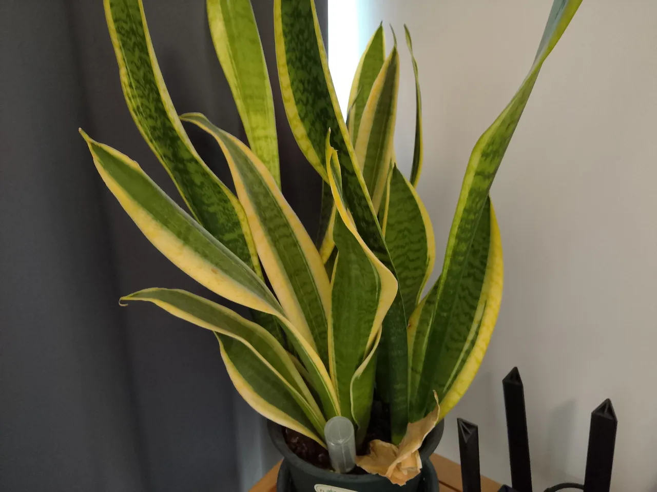 リアカメラで撮影した観葉植物