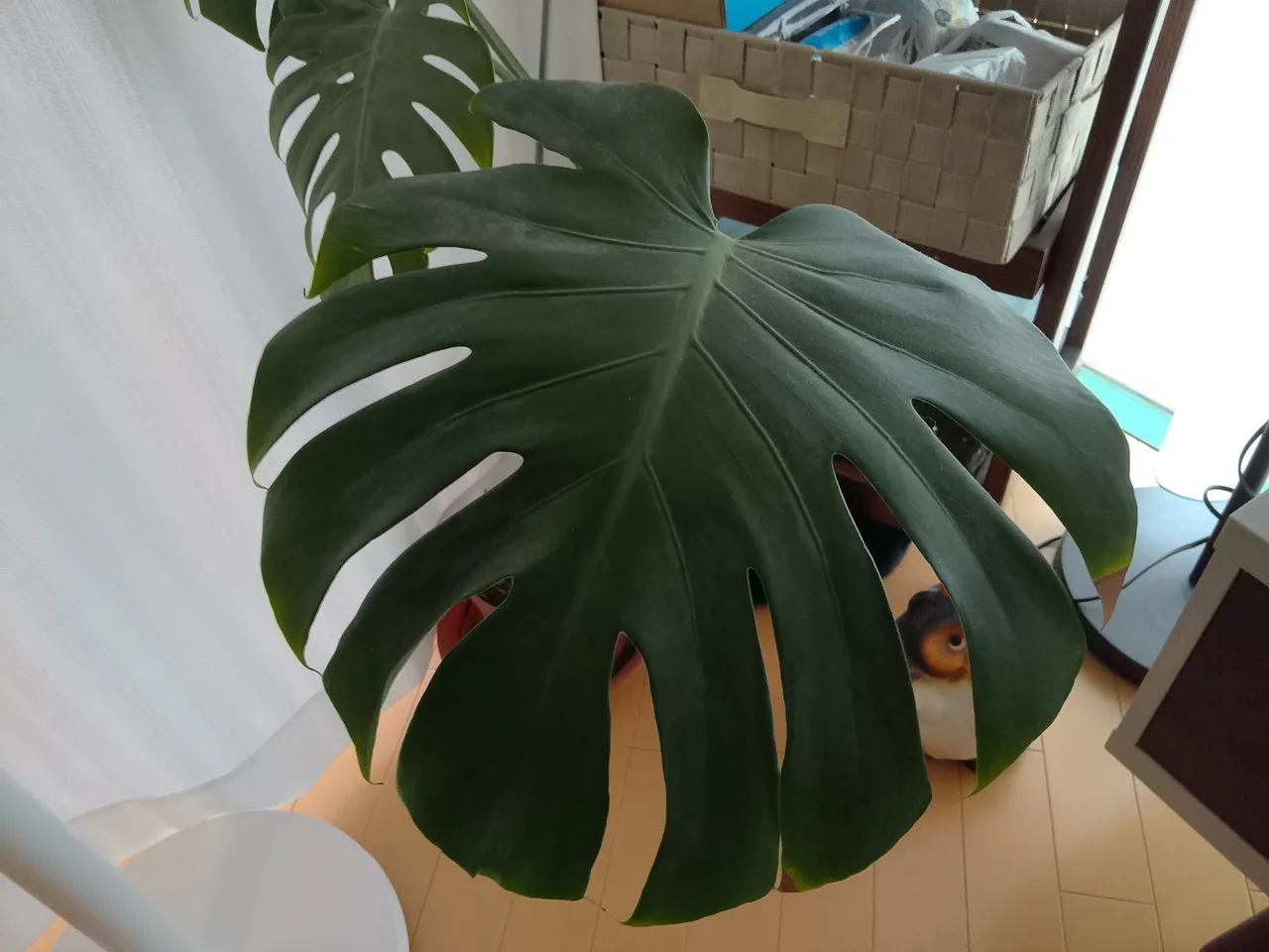 リアカメラで撮影した葉っぱ
