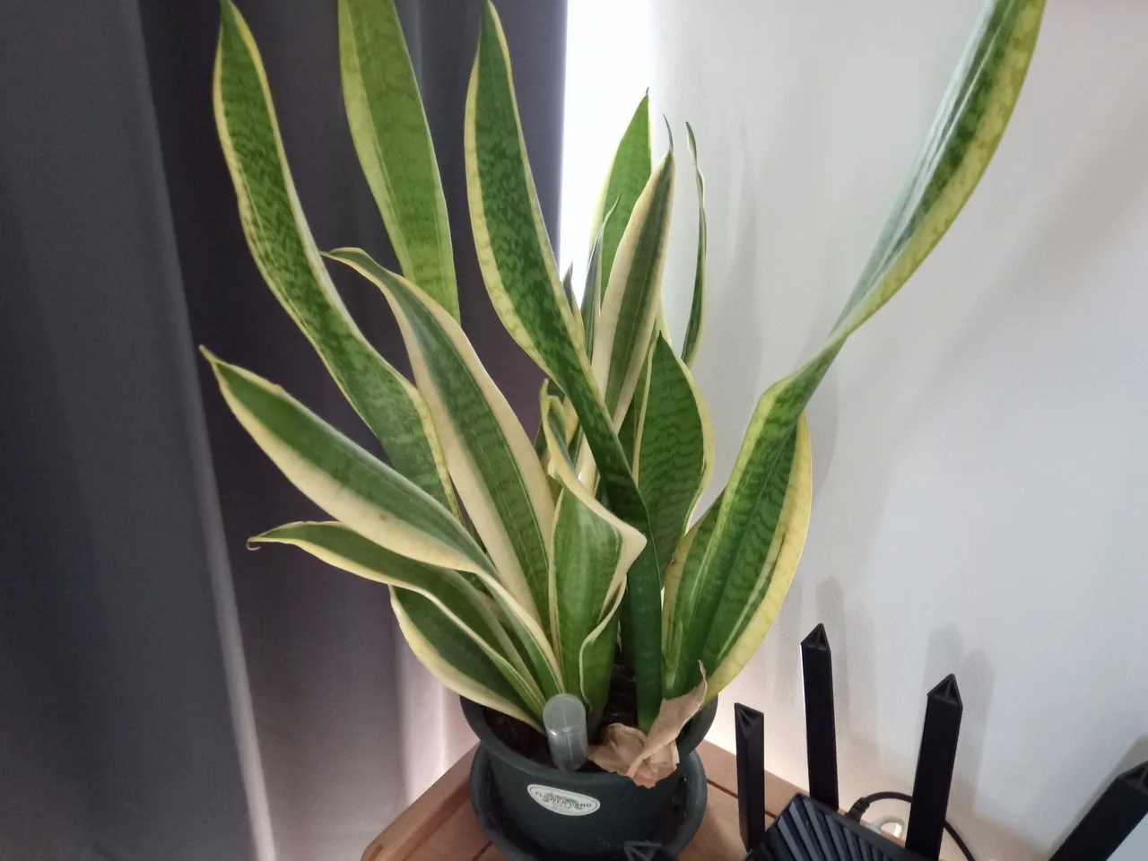 リアカメラで撮影した観葉植物