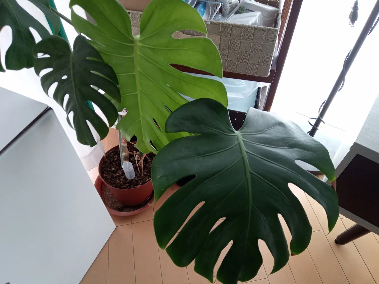 リアカメラで撮影した観葉植物2