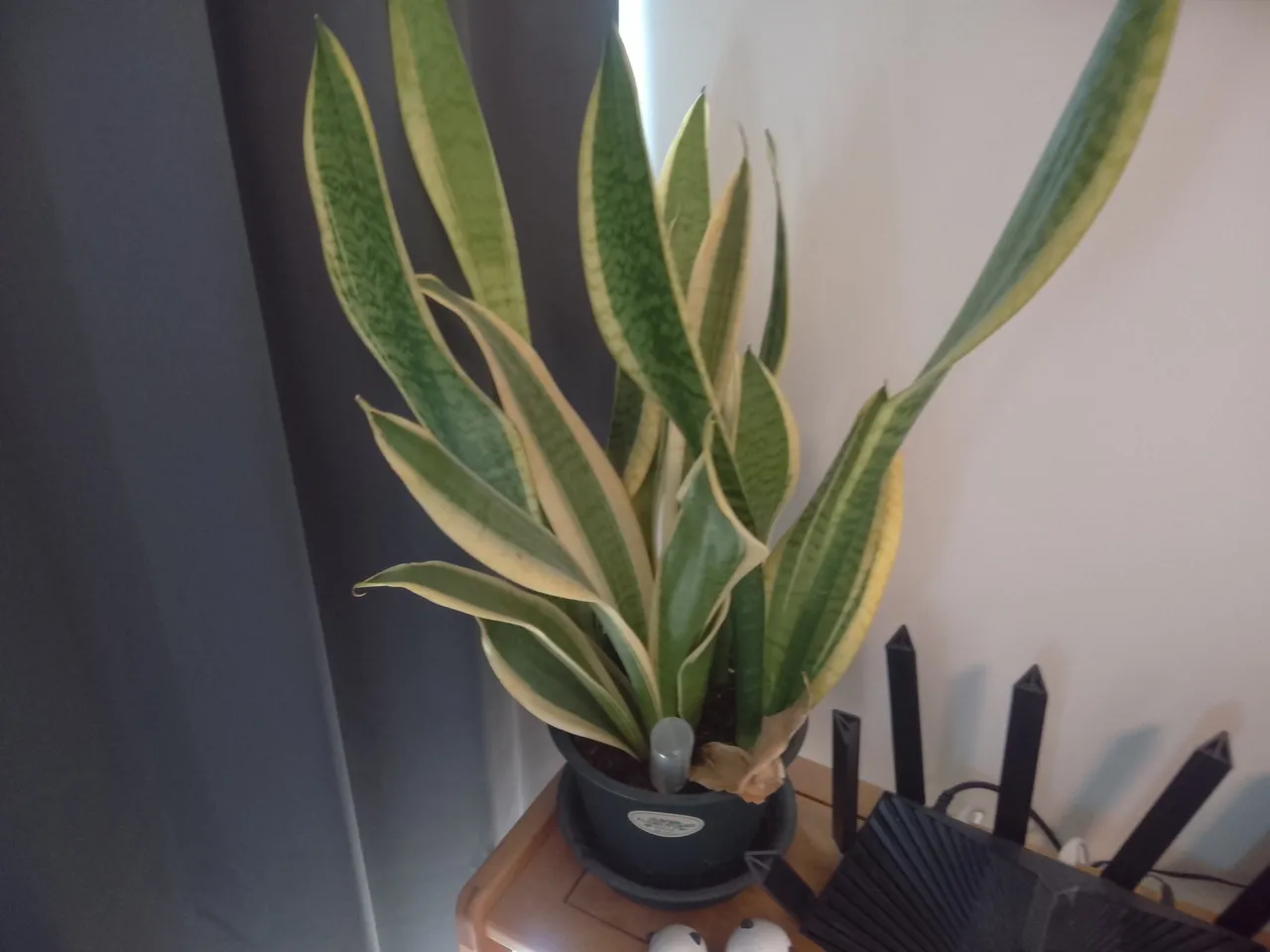 FPD CP10-J1のリアカメラで撮影した観葉植物