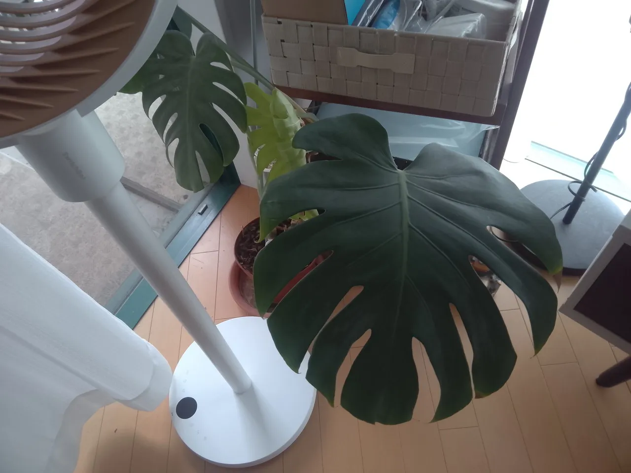 FPD CP10-J1のリアカメラで撮影した観葉植物2