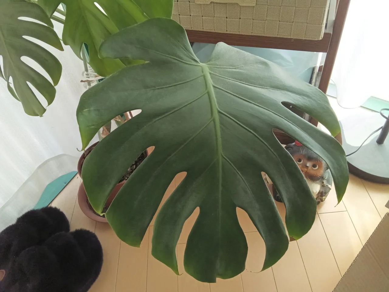 Huion Note Eのリアカメラで撮影した植物