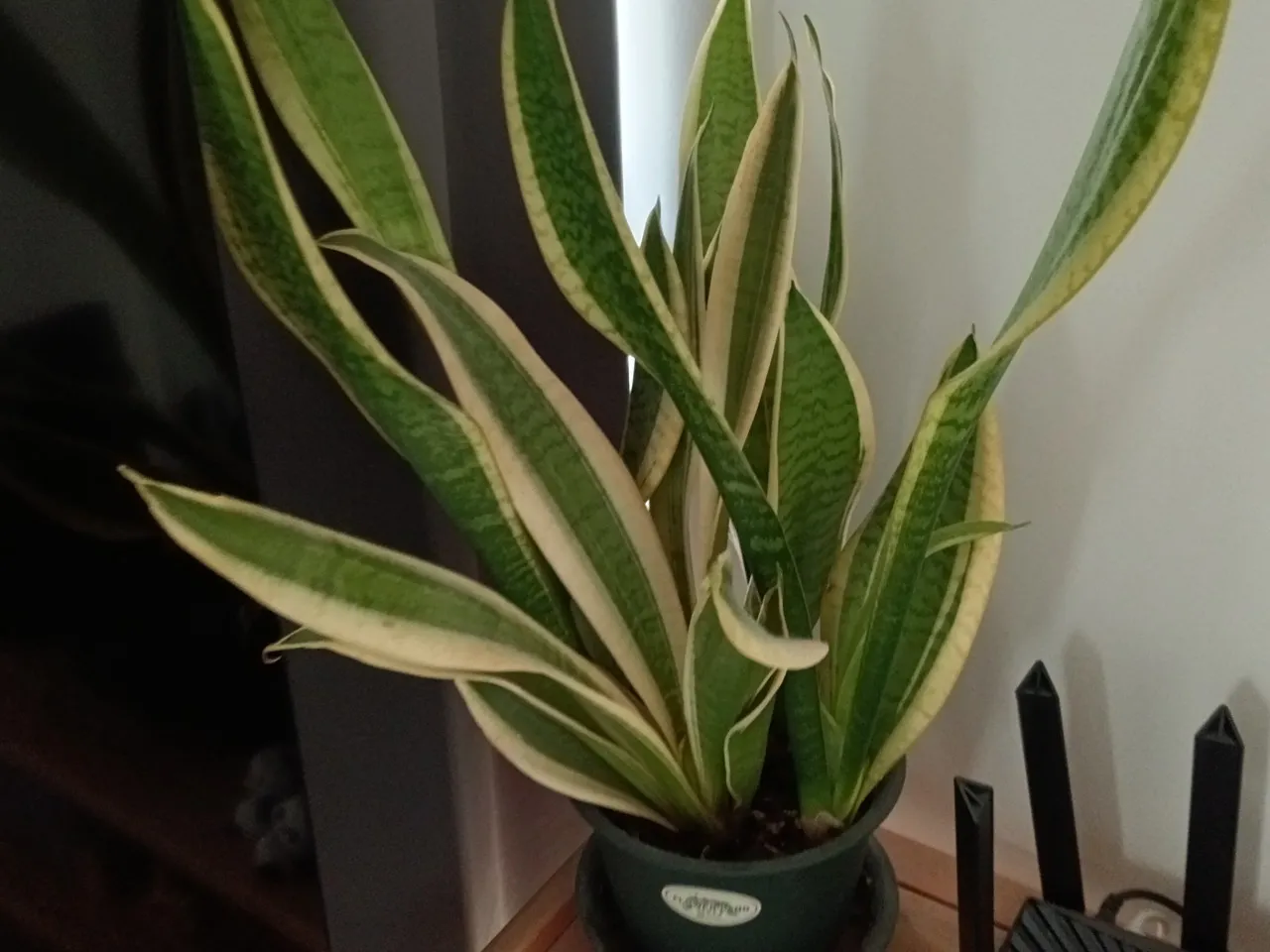 AGM PAD P3 Compactのリアカメラで撮影した観葉植物