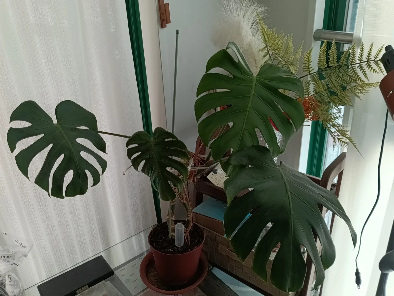 AGM PAD P3 Compactのリアカメラで撮影した植物