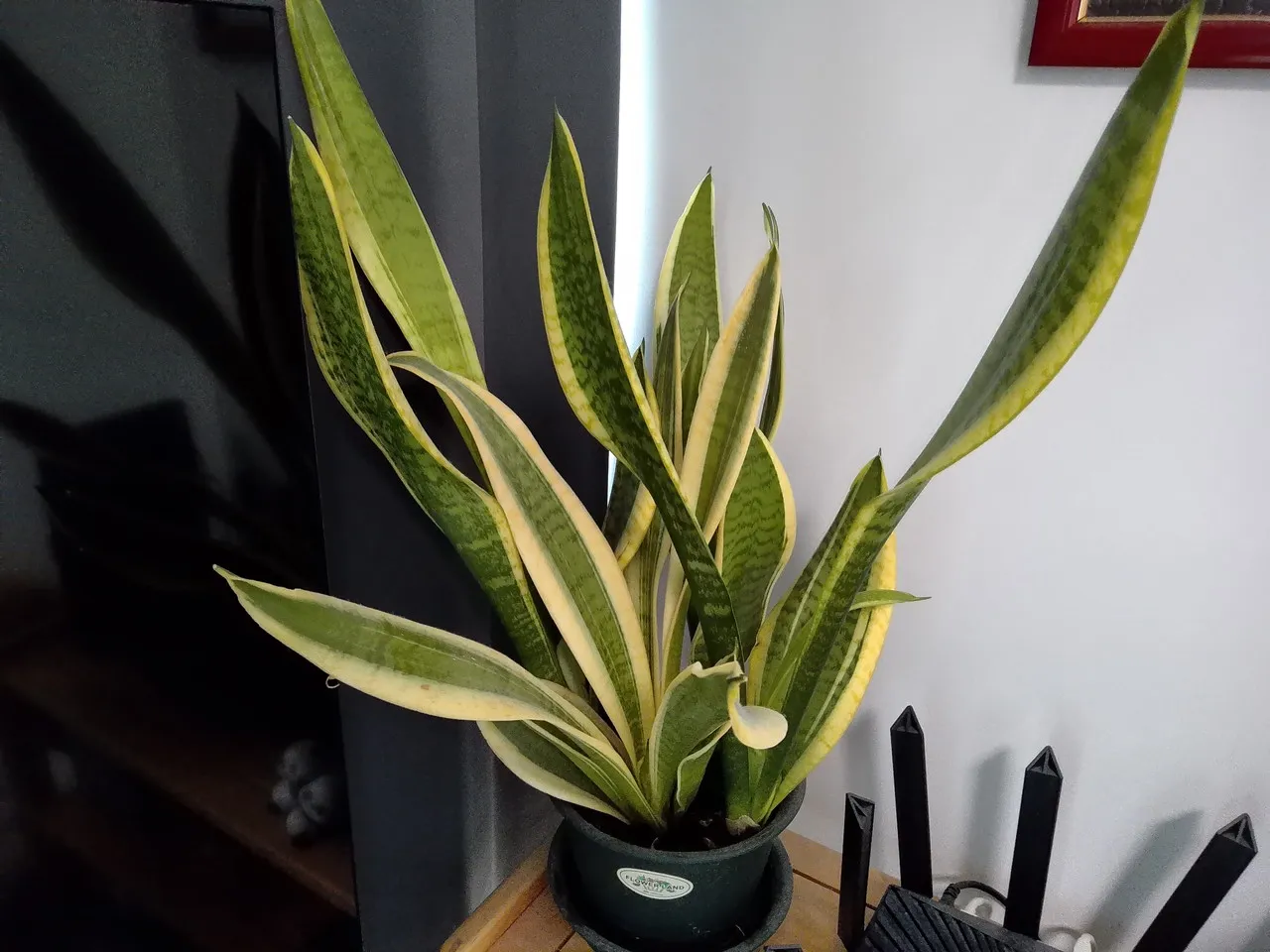 TECLAST T60Miniで撮影した観葉植物