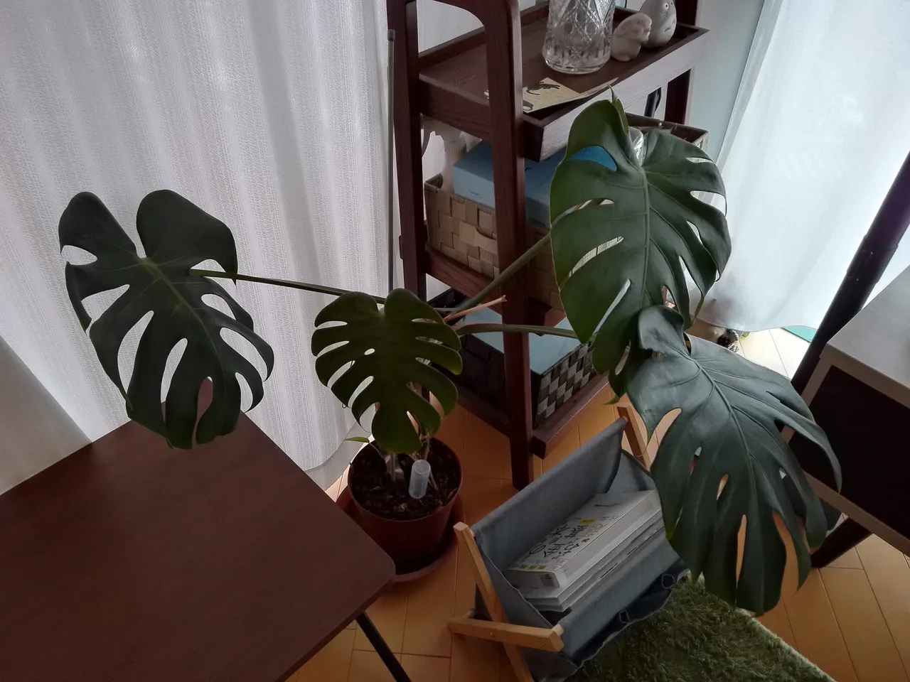 TECLAST T60Miniで撮影した植物